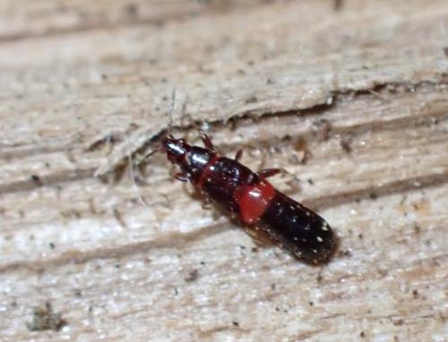 Scoloposcelis pulchella